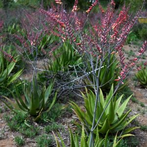 AloeVera Leaves