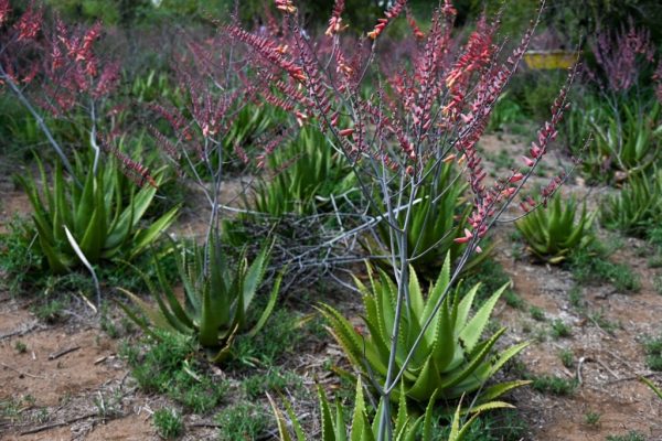AloeVera Leaves